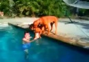 Sahibi havuza girince boğulduğunu sanıp çıldıran köpek..