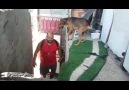 Sahibi Her Geldiğinde Evladı Gibi Karşılayan Köpek