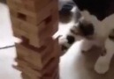 Sahibi ile Jenga Oynayan Kedi