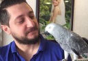 Sahibi ile kavga eden asi papağan - Aşırı Tuhaf Paylaşımlar