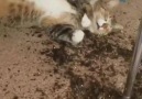 Sahibinden fırça yiyeceğini bilen yaramaz kedi ölü taklidi yapıyor