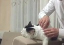 Sahibine masaj yaptıran kedi
