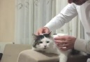 Sahibine masaj yaptırtan ve sahibiyle konuşan kedi