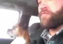 Sahibine 'Sen Hayırdır?' Bakışı Atan Köpek