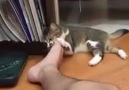 Sahibinin ayağıyla oynamak isteyen kedi kokudan iptal oldu