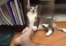 Sahibinin ayağıyla oynamak isteyen kedinin kokudan iptal olması