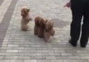 Sahibinin komutlarına anında cevap veren köpekler ! Çok ilginç..