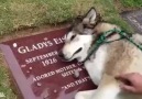 Sahibinin Mezarı Başında Ağlayan Köpek.