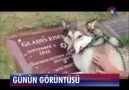 Sahibinin Mezarı başında iç çekerek ağlayan Kurt köpeği