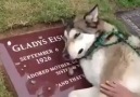 Sahibinin Mezarında Ağlayan Köpek :(
