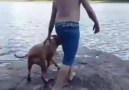 sahibi suya atlayınca  ağlayan köpek