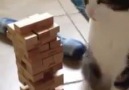 Sahibiyle Jenga Oynayan Kedi :)