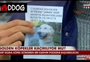 SAHiPLENDİRME Mi ? KÖPEK TiCARETi Mi ?  (mAddog)