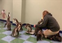 Saint Louis Zoo - Penguin Weigh-In Facebook
