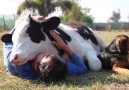 Sai quanto può essere tenera una mucca?