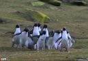 Sakar penguenler :)