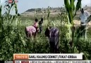 SAKLI KALMIŞ CENNET TOKAT - ERBAA