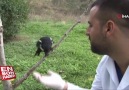 Saksağan kuşu kendisini tedavi eden veterinerden ayrılamıyor