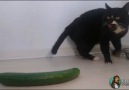 Salatalık vs Kedi