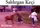 Saldırgan Keçi- Karadeniz Dublaj