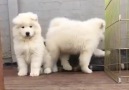 Samoyed Pups wish you a Happy Yappy Monday!