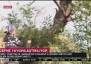 SAMSUN&YAKAKENT İLÇESİNDE DEFNE YAYGINLAŞTIRILIYOR (TRT)