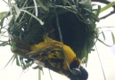San Diego Zoo - Crafty Weaver Birds Facebook