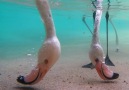 San Diego Zoo - Flamingo Feeding