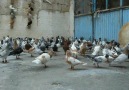 Şanlıurfa'dan Garipci Ramazanın Kuşları.