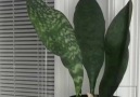 Sansevierla masoniana bitkisinin 79 günde gelişimi via biyoteknoloji