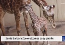 Santa Barbara Zoo Welcomes Baby Giraffe
