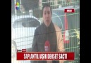 SAPLANTILI AŞIK DEHŞET SAÇTI