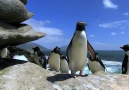 şapşal penguenler :)))