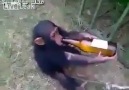 Şarapçı Maymunun İsyanı :))