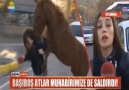 Sarıyerin çılgın atları muhabire saldırdı