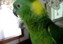 şarkı söyleyen papağan çok tatlı :D