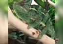 Sassy Chameleon Don't Care