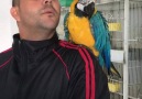 Satılık 18 Aylık Evcil Ara Macaw Papağanı...