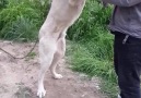 Satılık Safkan kangal 5392646701