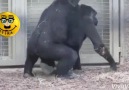 SA TIRA - Il simpatico mondo degli scimpanz