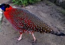 Satyr Tragopan