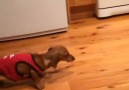 Sausage Dog Loves Sliding
