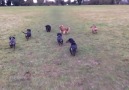 Sausages on the move...