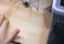 Savaşçı Örümcek!