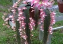 Say something about this blooming beauty cactus please. . Cactus Garden