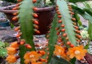Say something about this blooming beauty cactus please. .Visit Moj Vrt Cvijea