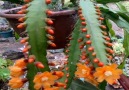 Say something about this blooming beauty cactus please. .Visit Moj Vrt Cvijea