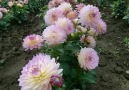 Say something about this Dahlia flower... Flowers and Gardens
