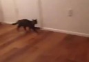 Scared Cat!