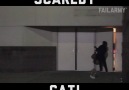 Scaredy Cats